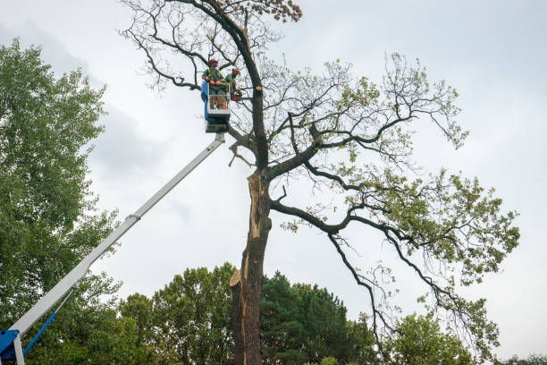 Tree Root Removal in K I Sawyer, MI